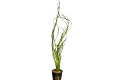 Riesenvallisnerie, Vallisneria australis, im Topf