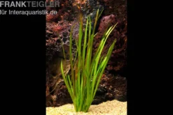Riesenvallisnerie, Vallisneria americana "gigantea", Bund