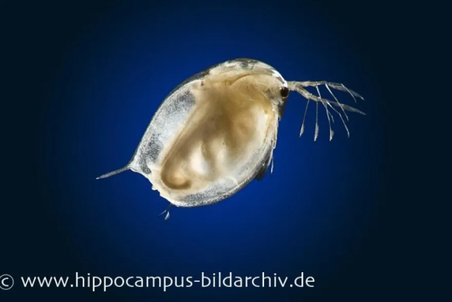 Riesenwasserfloh, Daphnia magna, Zuchtansatz