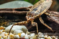 Riesige Unterwasser-Wanze, Lethocerus africanus