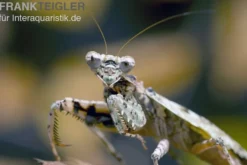 Rindenmantis, Theopompa servillei
