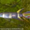 Ringelhechtling, Epiplatys annulatus (Minifisch)