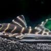 Ringelsocken-Harnischwels, L204, Panaqolus albivermis "Flash Pleco" 4-5 cm