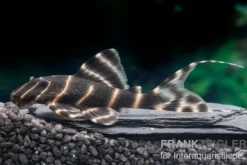 Ringelsocken-Harnischwels, L204, Panaqolus albivermis "Flash Pleco" 4-5 cm