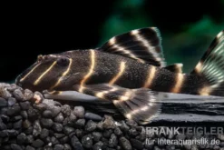 Ringelsocken-Harnischwels, L204, Panaqolus albivermis "Flash Pleco" 4-5 cm