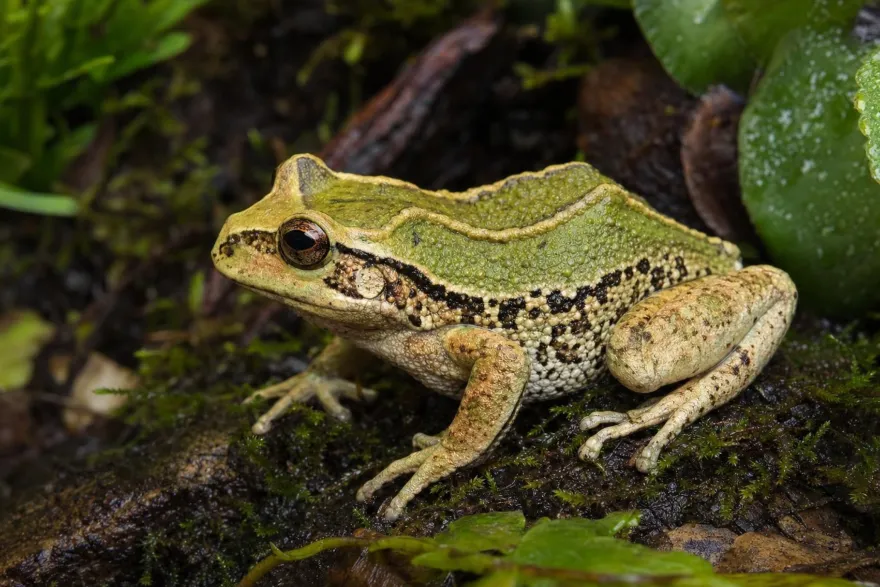 Riobamba-Beutelfrosch, Gastrotheca riobambae