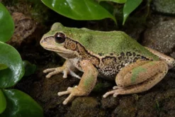 Riobamba-Beutelfrosch, Gastrotheca riobambae
