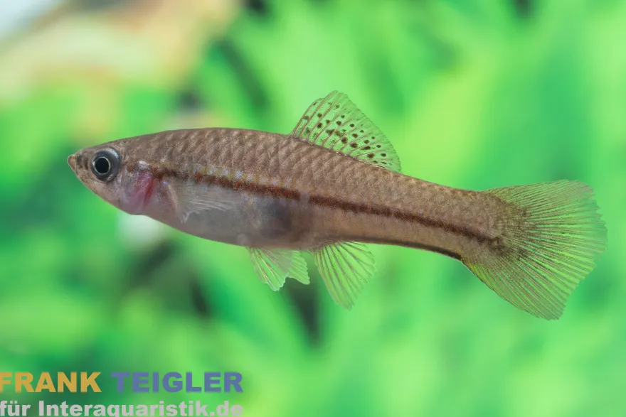 Rio Jalapa-Schwertträger, Xiphophorus hellerii rio jalapa