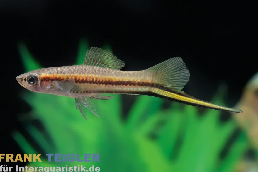 Rio Jalapa-Schwertträger, Xiphophorus hellerii rio jalapa