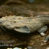 Rio Negro Bratpfannenwels, Amaralia hypsiura (Rarität!)