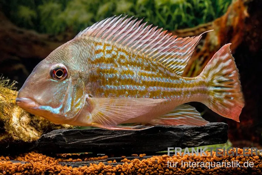 Rio-Negro-Erdfresser, Geophagus winemilleri