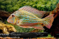 Rio-Negro-Erdfresser, Geophagus winemilleri