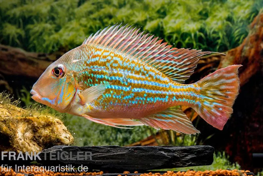 Rio-Negro-Erdfresser, Geophagus winemilleri