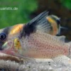 Rio-Negro-Panzerwels, Corydoras kanei