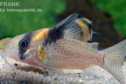 Rio-Negro-Panzerwels, Corydoras kanei