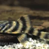 Rio Negro-Tigerharnischwels, L169, LDA1, Panaqolus sp., 5-74 cm