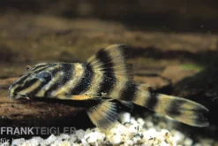 Rio Negro-Tigerharnischwels, L169, LDA1, Panaqolus sp., 5-74 cm