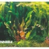 Rio Xingu, 100 x 40 x 50 cm, Aquarienpflanzen-Set, Pflanzensortiment