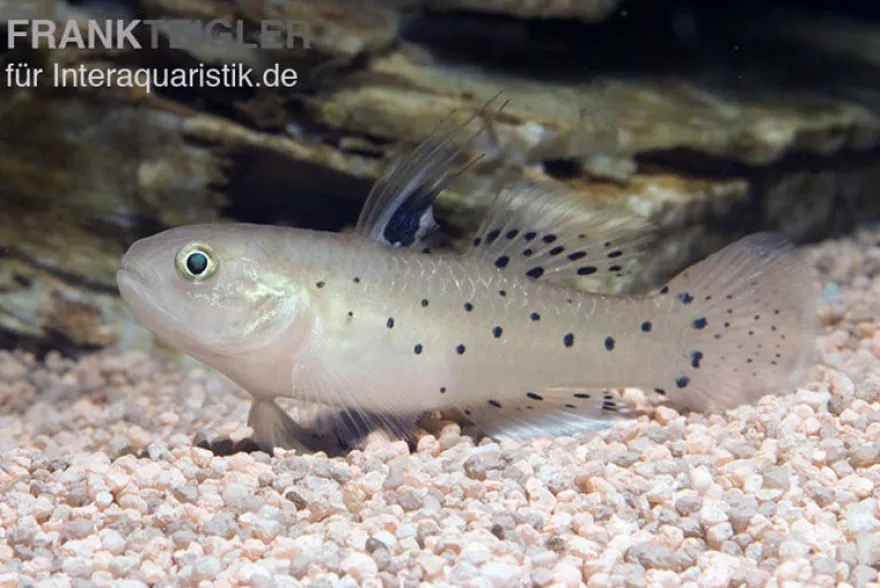 Rittergrundel, Stigmatogobius sadanundio
