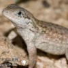 Rollschwanzleguan, Leiocephalus carinatus