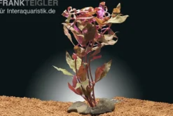 Rosanerviges Papageienblatt, Alternanthera reineckii "Red Ruby", im Topf