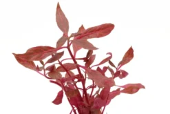Rosanerviges Papageienblatt, Alternanthera reineckii