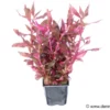 Rosanerviges Papageienblatt, Alternanthera reineckii "Red Ruby", XXL Mutterpflanze