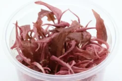 Rosaner Wasserkelch, Cryptocoryne wendtii "Fancy Pink", im Topf