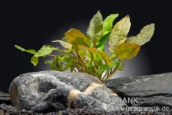 Rosaner Wasserkelch, Cryptocoryne wendtii 