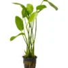 Rosane Schwertpflanze, Echinodorus rose, XL-Topf, Mutterpflanze