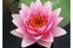 Rosa Seerose, Nymphaea madam