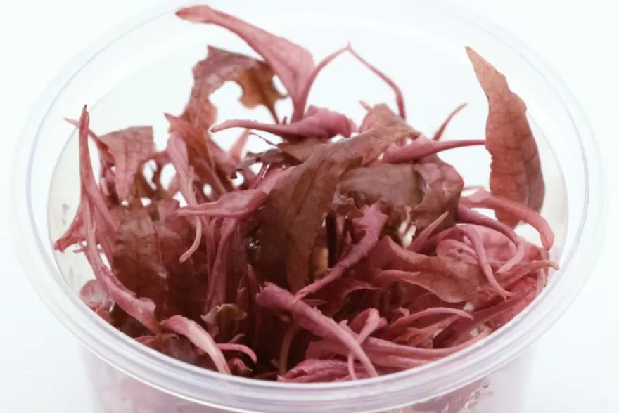 Rosa Wasserkelch, Cryptocoryne wendtii "Flamingo", In Vitro