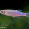 Rosenbärbling, Danio roseus, 3-5 cm