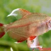 Rosensalmler, Hyphessobrycon rosaceus