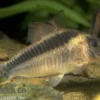 Rostpanzerwels, Corydoras rabauti