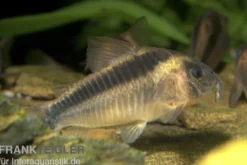 Rostpanzerwels, Corydoras rabauti