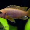 Rostroter-Maulbrüter, Iodotropheus sprengerae red, NZ, 4-6 cm