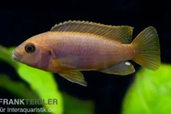 Rostroter-Maulbrüter, Iodotropheus sprengerae red, NZ, 4-6 cm