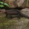 Rotaugen-Buschkrokodil, Tribolonotus gracilis