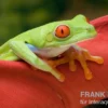Rotaugenlaubfrosch, Agalychnis callidryas DNZ