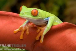 Rotaugenlaubfrosch, Agalychnis callidryas DNZ