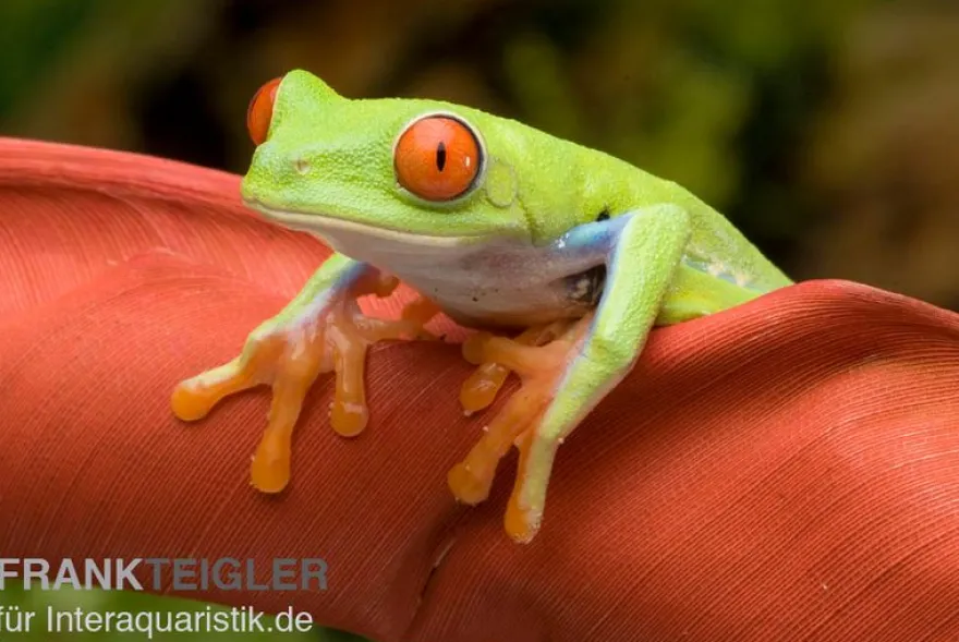 Rotaugenlaubfrosch, Agalychnis callidryas DNZ