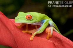 Rotaugenlaubfrosch, Agalychnis callidryas DNZ