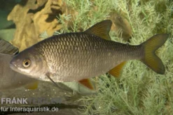 Rotauge, Rutilus rutilus, 10-13 cm (Kaltwasser)