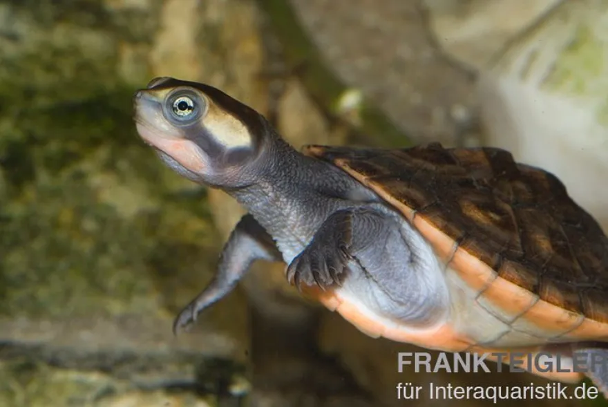Rotbauch-Spitzkopfschildkröte, Emydura subglobosa