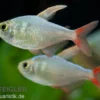 Rotblauer Kolumbianer, Hyphessobrycon columbianus