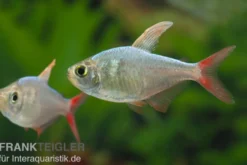 Rotblauer Kolumbianer, Hyphessobrycon columbianus