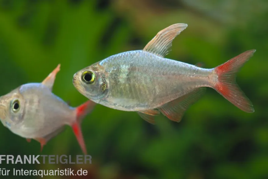 Rotblauer Kolumbianer, Hyphessobrycon columbianus