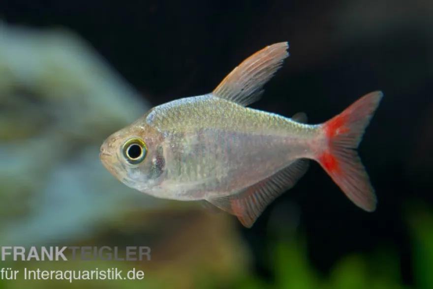 Rotblauer Kolumbianer, Hyphessobrycon columbianus