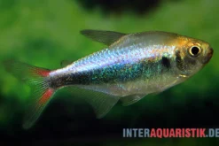 Rot-Blauer Perusalmler, Hyphessobrycon margitae